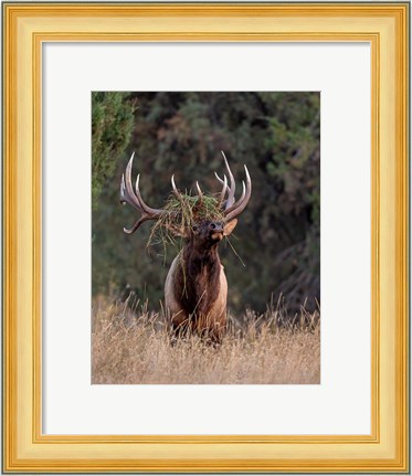 Framed Bull Elk in Montana III Print