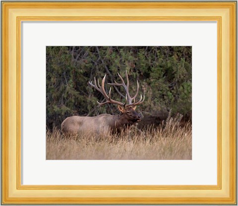 Framed Bull Elk in Montana IV Print