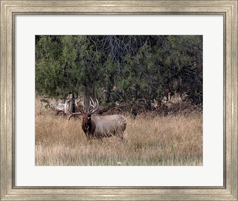 Framed Bull Elk in Montana V Print