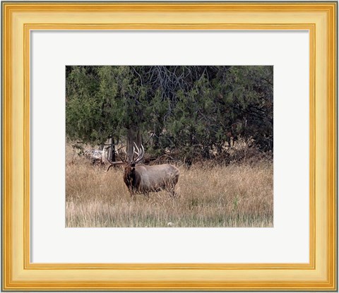 Framed Bull Elk in Montana V Print