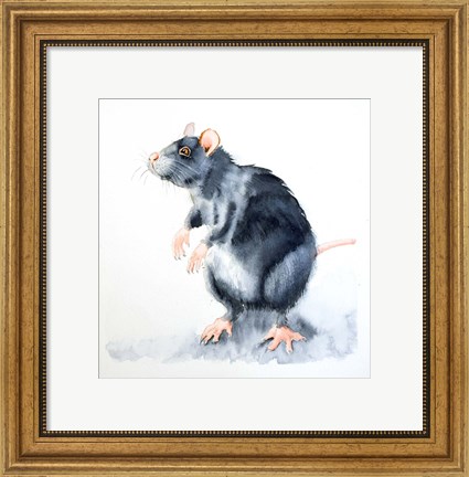 Framed Rat II Print