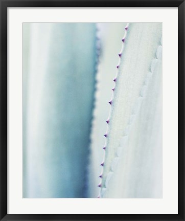 Framed Pale Blue Agave No. 2 Print