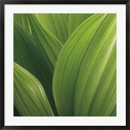 Framed Corn Lily Print