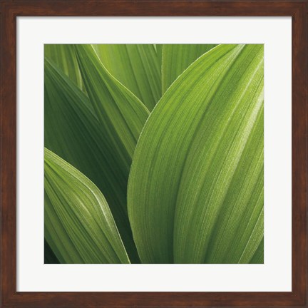 Framed Corn Lily Print