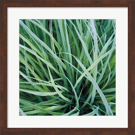 Framed Grass with Morning Dew Print