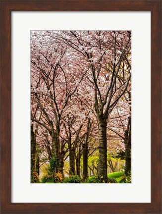 Framed Cherries in Bloom Print