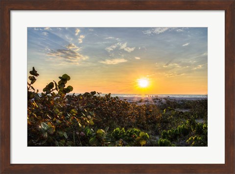 Framed Sea Grapes at Sunset Print