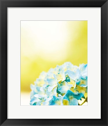 Framed Hydrangea Print