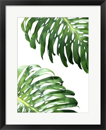 Framed Double Philodendron (color) Print