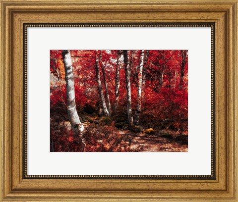 Framed Red Trees Path Print