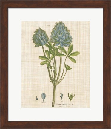 Framed Herbal Botany XV Linen Crop Print