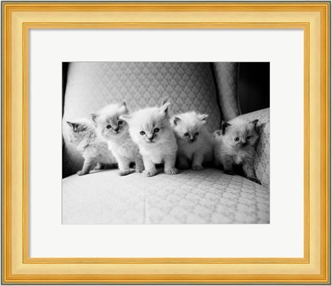 Framed Five Kittens Print