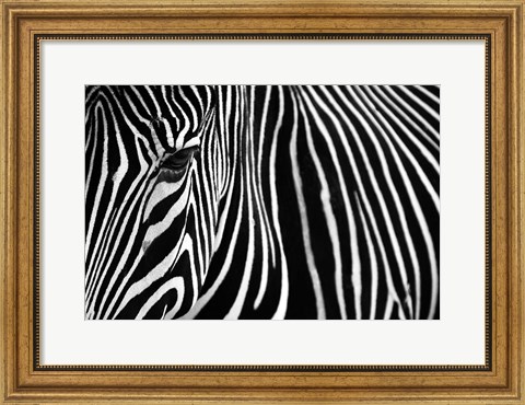 Framed Zebra in Lisbon Zoo Print