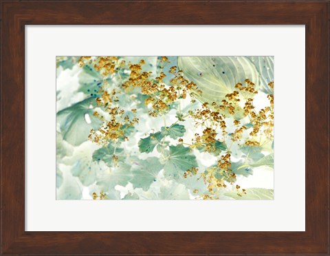 Framed Golden Lady&#39;s Mantle Print