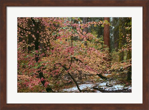 Framed Dogwoods &amp; Sequoia Print
