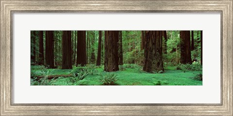 Framed Redwoods, Rolph Grove Print