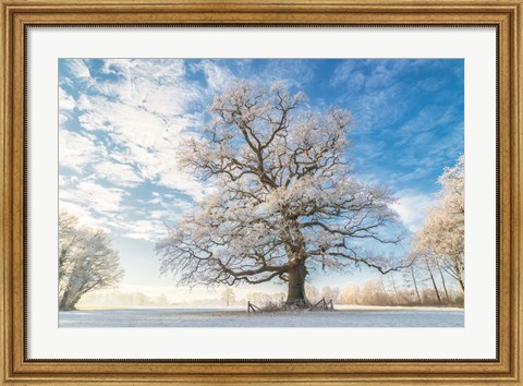 Framed Cold Oak Print
