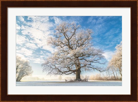 Framed Cold Oak Print