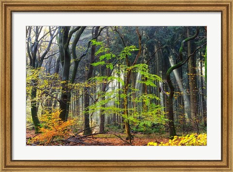 Framed Colors of the Forest IV Print