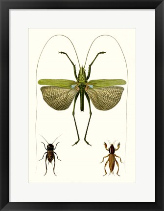 Framed Entomology Series V Print