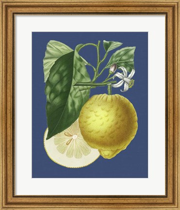 Framed French Lemon on Navy I Print