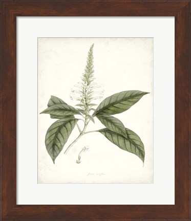 Framed Sage Botanical II Print
