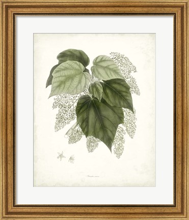 Framed Sage Botanical III Print