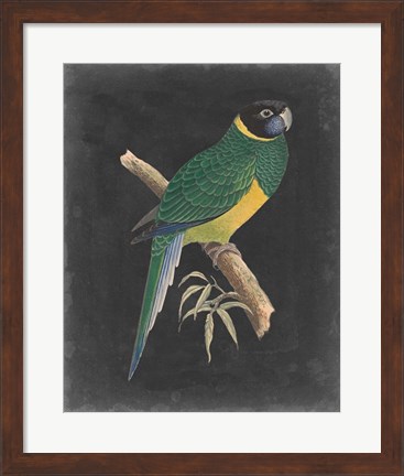 Framed Dramatic Parrots I Print