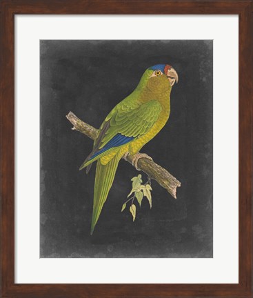 Framed Dramatic Parrots V Print