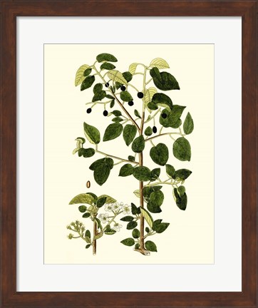 Framed Olive Greenery V Print