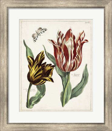 Framed Tulip Classics IV Print