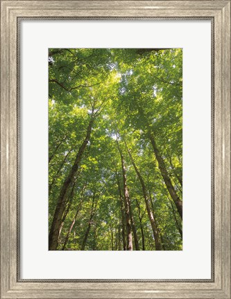 Framed Hardwood Forest Canopy II Print