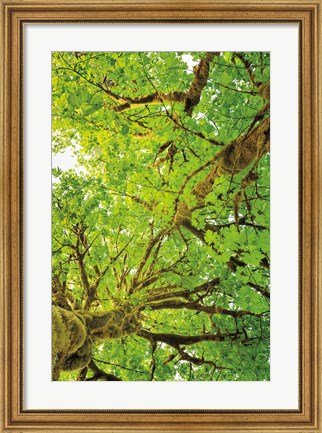 Framed Big Leaf Maple Trees V Print
