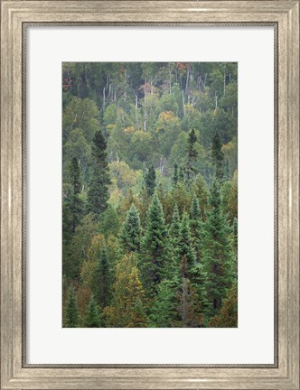 Framed Superior National Forest IV Print