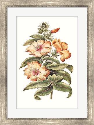 Framed Flowering Hibiscus I Print
