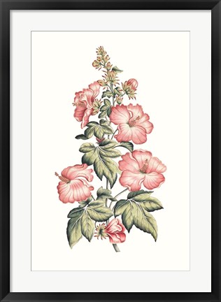 Framed Flowering Hibiscus II Print