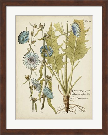Framed Eloquent Botanical I Print