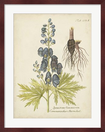 Framed Eloquent Botanical II Print