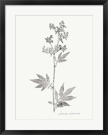 Framed Botanical Imprint II Print