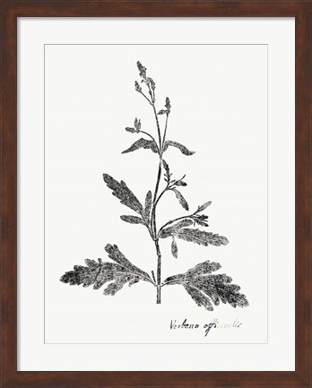 Framed Botanical Imprint III Print