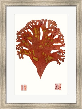 Framed Striking Seaweed III Print