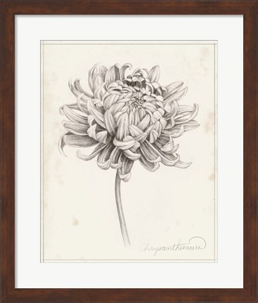 Framed Graphite Chrysanthemum Study I Print