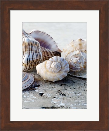 Framed Gifts of the Shore I Print