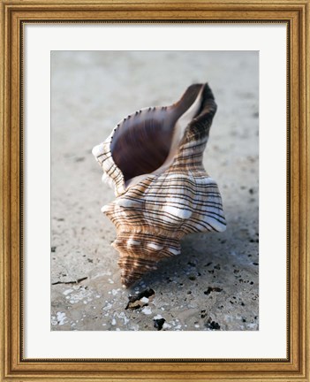 Framed Gifts of the Shore II Print