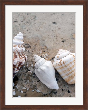 Framed Gifts of the Shore IV Print