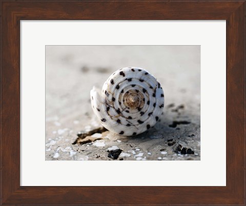 Framed Gifts of the Shore XVII Print