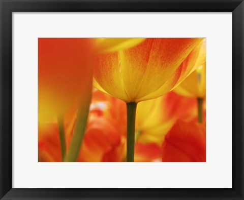 Framed Macro Of Colorful Tulip 4, Netherlands Print