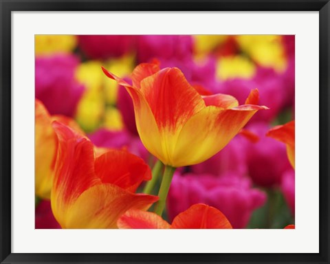 Framed Colorful Tulip 2, Netherlands Print