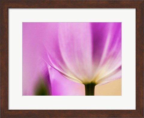 Framed Tulip Close-Up With Selective Focus 1, Netherlands Print