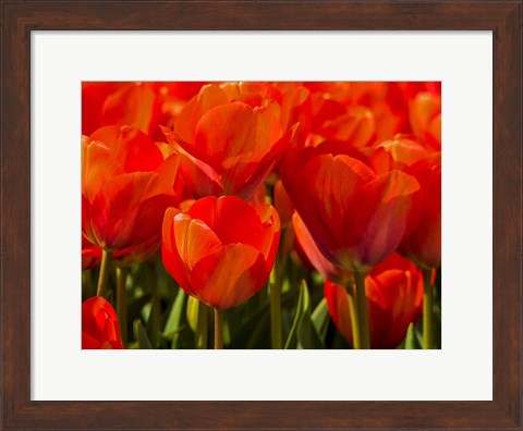 Framed Red Tulips In Mass, Nord Holland, Netherlands Print